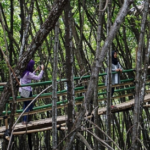 Menggali Potensi Ekowisata di Hutan Bakau sebagai Surga bagi Kehidupan Pesisir