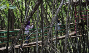 Menggali Potensi Ekowisata di Hutan Bakau sebagai Surga bagi Kehidupan Pesisir