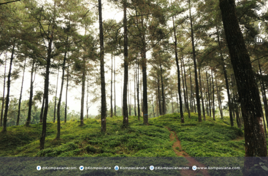 Tembakau Temanggung Apakah Masih Laku di Pasar Indonesia?